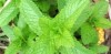 Thumbnail Mentha (Mentha arvensis)0